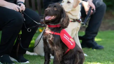 PA Media Med Detect Dogs