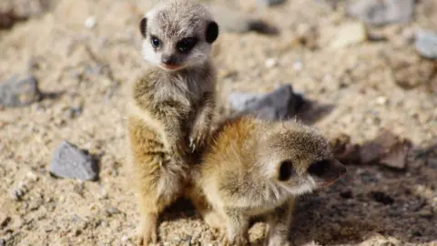 Curraghs Wildlife Park Meerkat pups