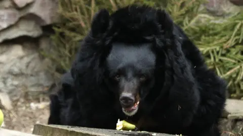 Getty Images Bear in Moscow Zoo