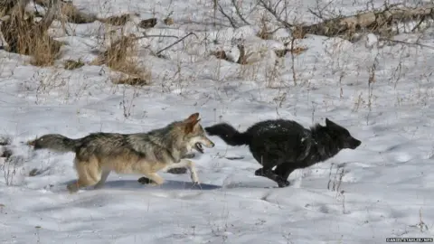  Daniel Stahler/NPS Wolves at Yellowstone