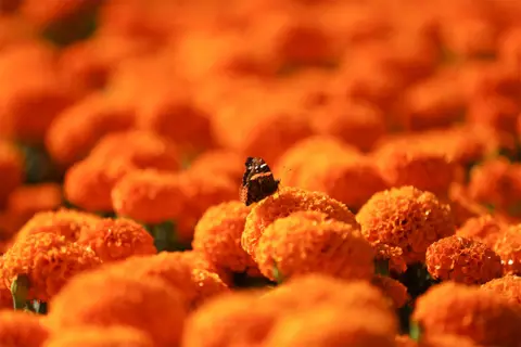 Edgard Garrido / Reuters A butterfly is pictured as it sits on a cempasuchil marigold in Xochimilco on the outskirts of Mexico City, Mexico, on 28 October 2021