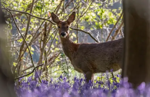 Nicky Newman MONDAY - North Dorset