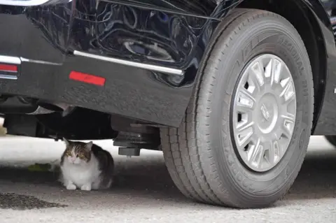 AFP Larry the Downing Street cat under Mr Trump's armoured Cadillac, known as the "Beast".