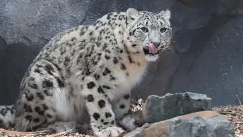 Northumberland Country Zoo One of the two female snow leopard cubs now living at Northumberland Country Zoo