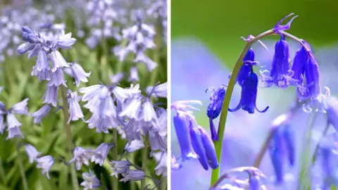 Getty Images Spanish (left) and British (right) bluebells