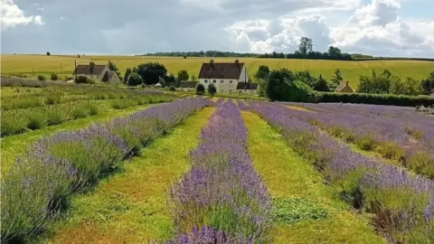 Cotswold Lavender Cotswold Lavender Farm