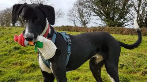 RSPCA Hector the lonely lurcher