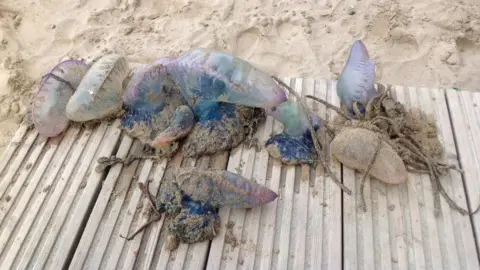 RNLI Washed-up Portuguese man-of-war