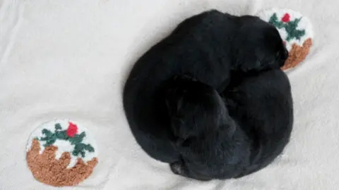 PA Media Puds the guide dog's puppies