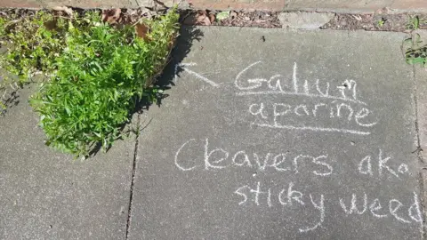 Jane Perrone Galium aperine also known as stickyweed