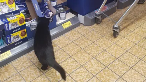 Aldi tinned shop cat food