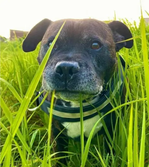 Nottinghamshire Police Ziggy the dog