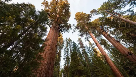 Getty Images Giant sequoias in California - some of the oldest living things on Earth - have been lost to wildfire