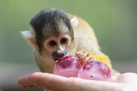 Ben Stevens/PinPen Bolivian squirrel monkey