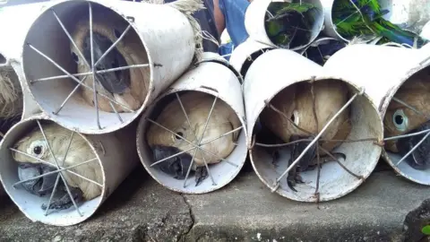 AFP Cockatoos stuffed inside drainage pipes following a raid