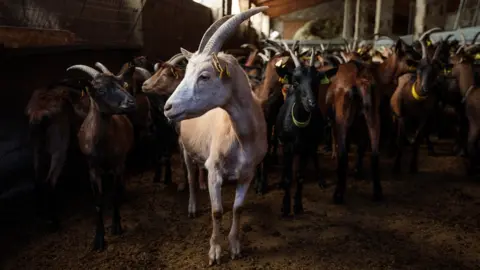 Getty Images Goats stand in a farm before being taken out graze in the mountains on 25 October 2017 in Gavas, Spain