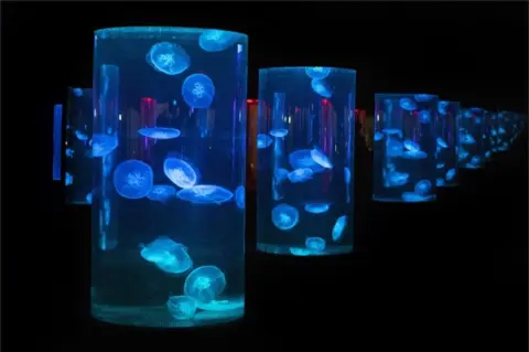 EPA Jellyfish are seen glowing in cylindrical aquariums at Cape Town's Two Oceans Aquarium. The room is darkened to better show of the glowing creatures.
