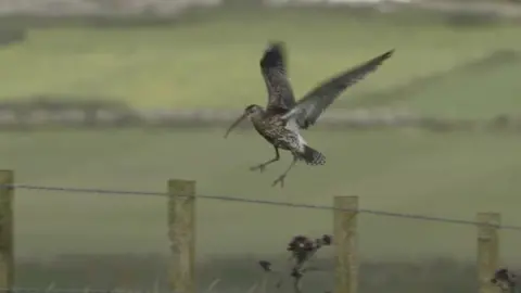 RSPB Cymru Curlew landing on a fence