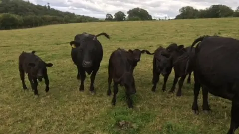 Deborah Daymond Dexter cows on Allercombe Farm