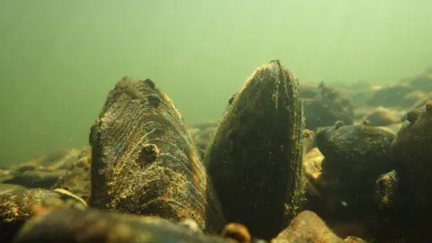 Freshwater mussels in the River Irt