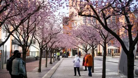 PA Media Blossoming trees by Oozells Square