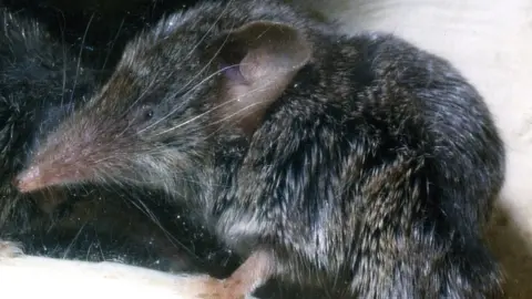 R Hutterer Canarian shrew