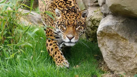 Paradise Wildlife Park Jaguar