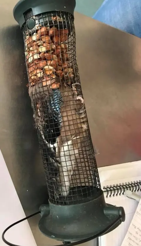 Oak and Furrows Wildlife Rescue Centre Jay