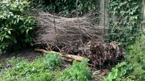 An old hedge in Andrea Skevington's garden