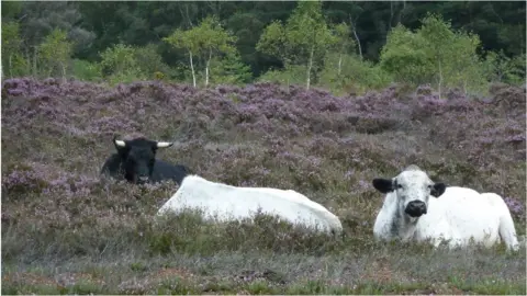 Dorset Wildlife Trust British White cattle Brendon and Dragon with a Shetland