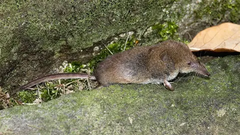 Getty Images A Masked Shrew