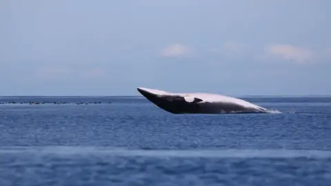 Jane Young Minke whale breaching off the Isle of Man