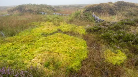 National Trust Images - Paul Harris Kinder Scout