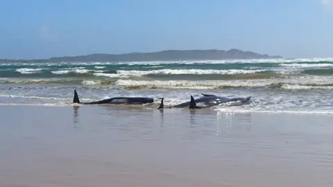 TASMANIA POLICE Some of the stranded whales on a sandbar at Macquarie Heads