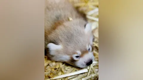 Emilie Trent/Louem The red panda cub born at Flamingo Land