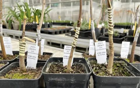 BBC Nine grafted seedlings survive