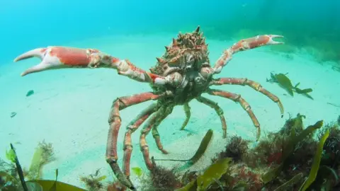 MATT SLATER/CORNWALL WILDLIFE TRUST Huge spider crab