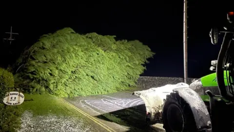 Thomas Beresford Fallen tree in North Yorkshire