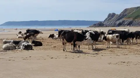 Jonathan Howells Cows enjoy a day at the beach down at Three Cliffs Bay on Gower