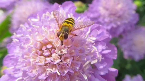 Fern yellow-and-black hoverfly