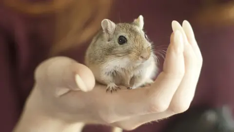 Getty Images Picture of a gerbil