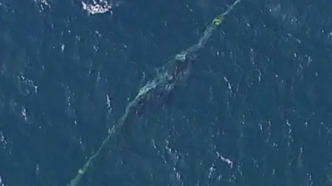 Australian man fined for rescuing whale from sea nets