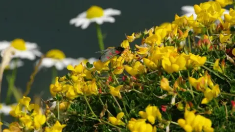 Gillian Day Five spot burnet moth on bird’s-foot trefoil