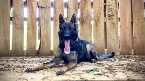 Hampshire & Isle of Wight Constabulary Moxie, a Police Dog