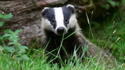 Reuters/Rebecca Naden A badger