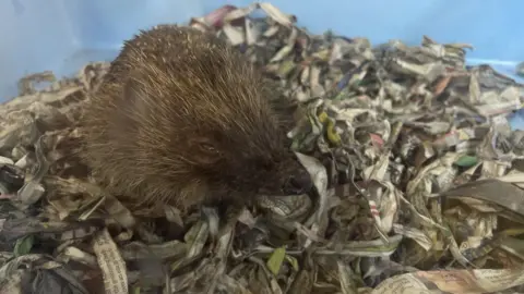 A close up of a hedgehog