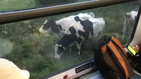 @jasoncubbage Cows at Mortimer