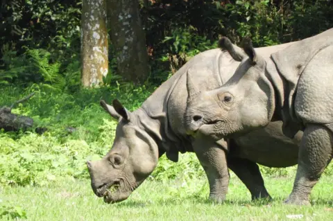 Ishwor Joshi Two greater one-horned rhinos pictured grazing
