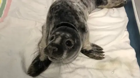 RSPCA Seal pup