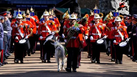 Reuters military goat Lance Corporal Shenkin IV with the Royal Welsh